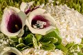 _DSC0047